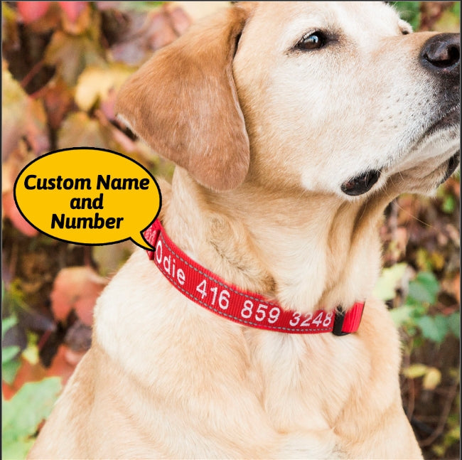 Personalized Dog Collar for Dog Leash